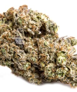 Bordello Strain Online