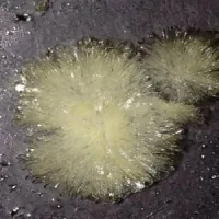 N-Dimethyltryptamine DMT Crystals