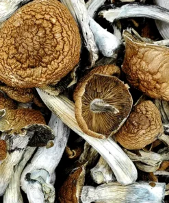 Malabar Mushroom for sale in Europe