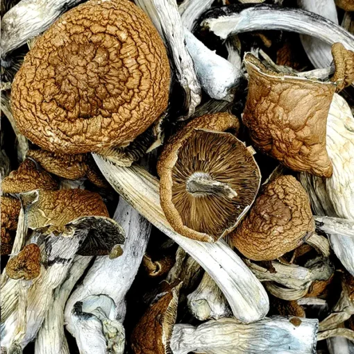 Malabar Mushroom for sale in Europe