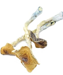 Penis Envy Mushroom for sale in Europe online delivery
