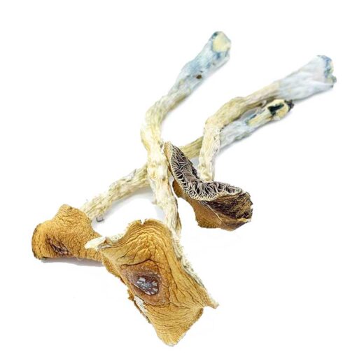 Penis Envy Mushroom for sale in Europe online delivery