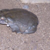 Bufo Alvarius Toad