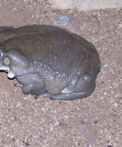 Bufo Alvarius Toad