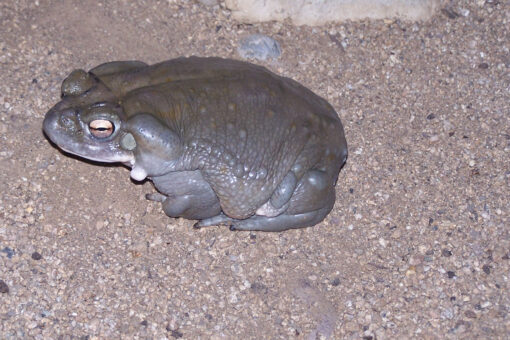 Bufo Alvarius Toad