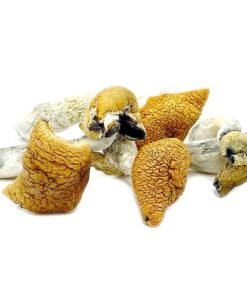 Golden Teacher Mushroom for sale in Europe online delivery