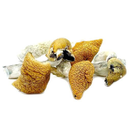 Golden Teacher Mushroom for sale in Europe online delivery
