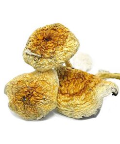 Goldie Magic Mushrooms