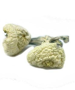 Great White Monster Mushroom for sale in Europe Online delivery