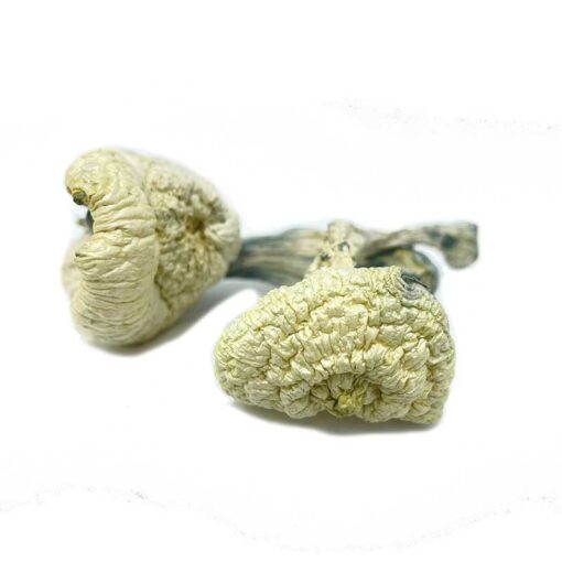 Great White Monster Mushroom for sale in Europe Online delivery