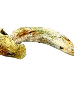 Melmac Mushroom for sale in Eueope online delivery