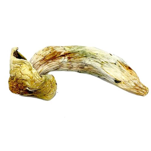 Melmac Mushroom for sale in Eueope online delivery