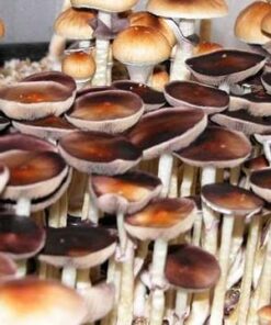PES Amazonian spores