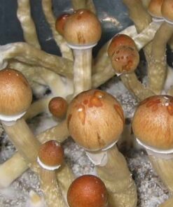 Buy Pink Buffalo Spores (Hairy Buffalo Spores)