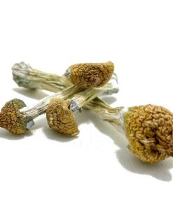 Purple Mystic Mushroom for sale in Europe Online delivery
