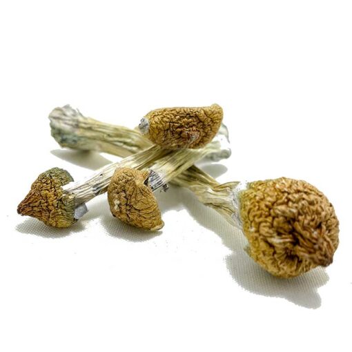 Purple Mystic Mushroom for sale in Europe Online delivery