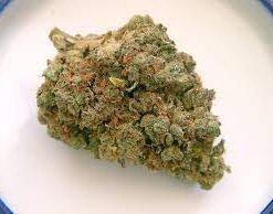 Grapefruit Romulan