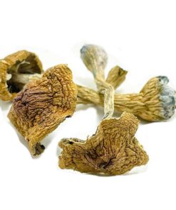 Space Coast Magic Mushroom for sale in Europe online delivery