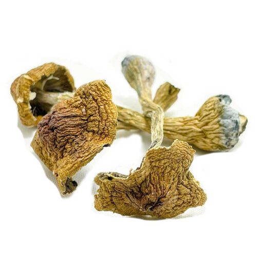 Space Coast Magic Mushroom for sale in Europe online delivery