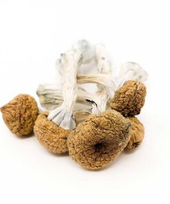 Buy Texas Yellow Caps Magic Mushroom for sale in Europe Online Delivery