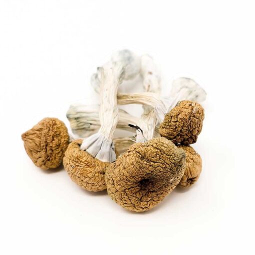 Buy Texas Yellow Caps Magic Mushroom for sale in Europe Online Delivery
