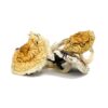 Z Strain Magic Mushroom for sale in Europe Online Delivery