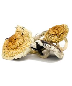 Z Strain Magic Mushroom for sale in Europe Online Delivery